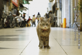 広島Cat Street View-尾道編