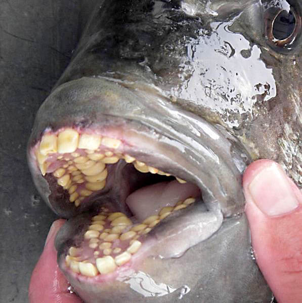 恐怖。人間の歯を持つ魚について - SeleQt【セレキュト】｜SeleQt ...